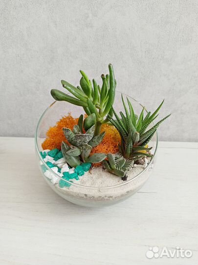 Живой подарок на заказ - флорариум