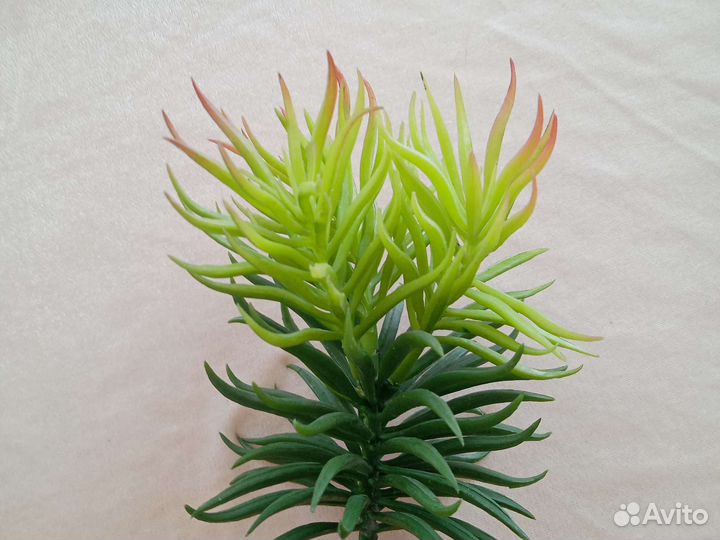 Искусственные цветы суккуленты