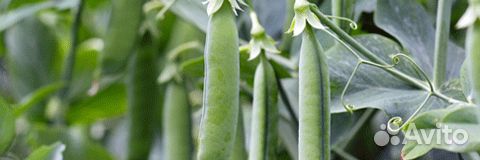 Семена гороха 