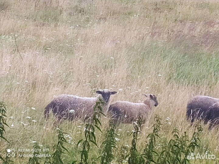 Овцы бараны