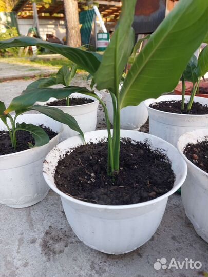 Продам цветы комнатные