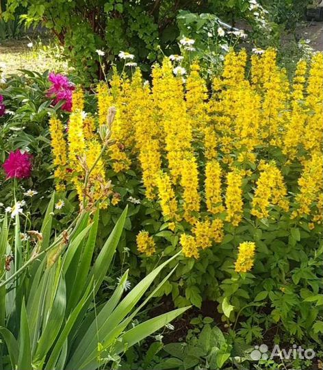 Многолетние садовые и домашние цветы