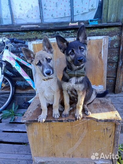 Щенок в добрые руки бесплатно