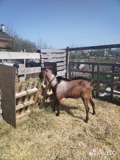 Нубийский козёл на племя
