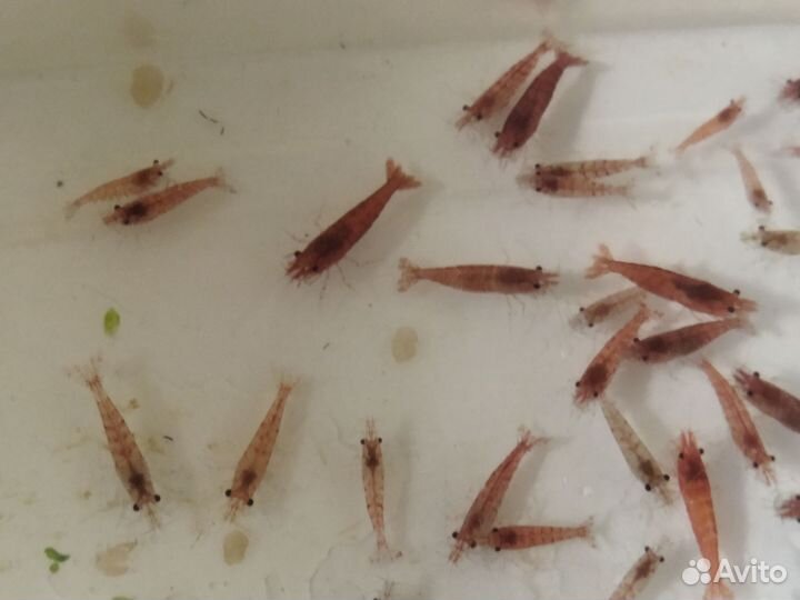 Аквариумные креветки