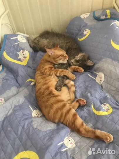 Котята мейн-кун метис