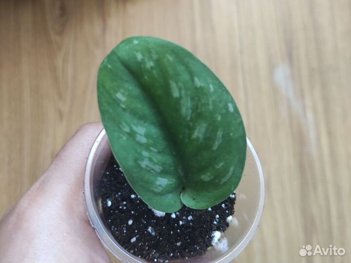 Сциндапсус пиктус треби