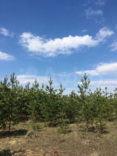 Участок 17 сот. (СНТ, ДНП)