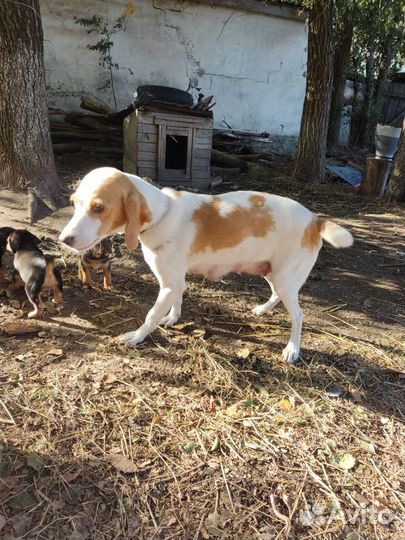 Эстонская гончая щенки