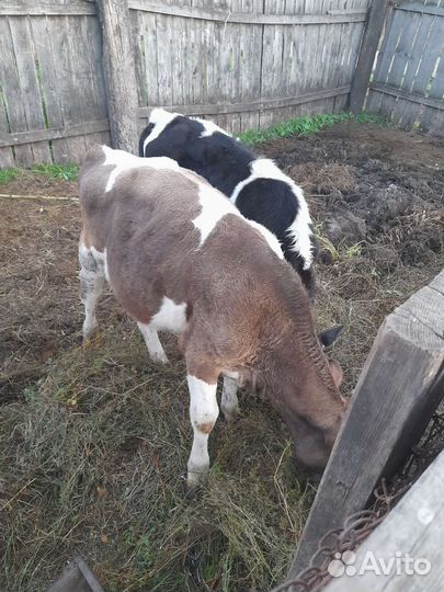 Бычки и быки