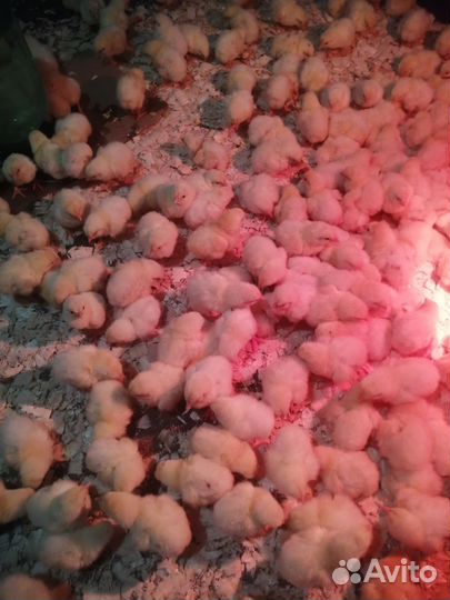 Цыплята ломан браун