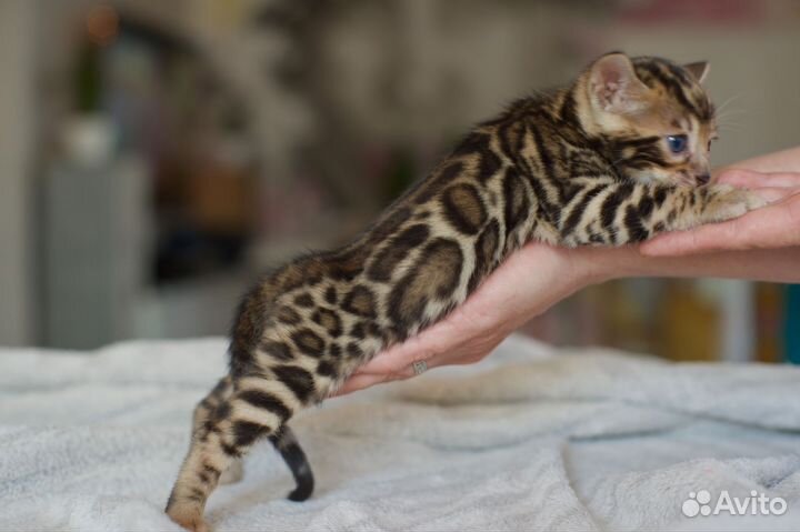 Бенгальский котик