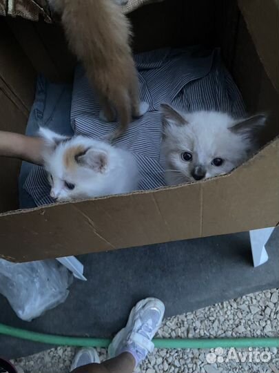 Котята в добрые руки даром