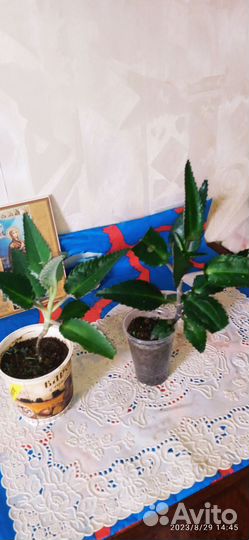 Каланхоэ и др