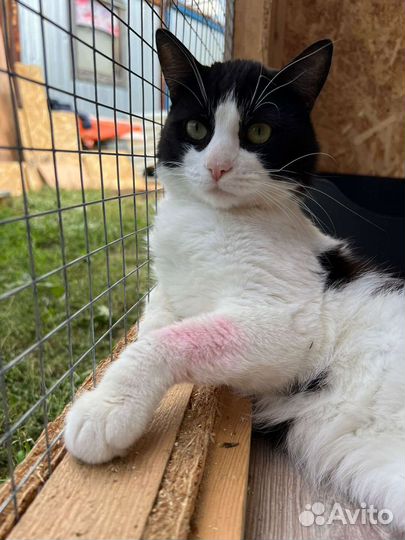 Котик в добрые руки бесплатно