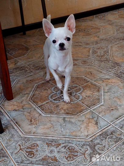 Случка чихуахуа