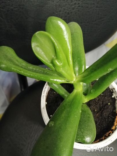 Крассула хоббит