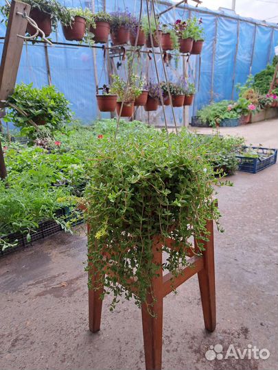 Традисканция