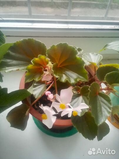 Бегония декоративно лиственная