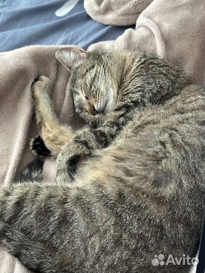 Кошечка ищет дом