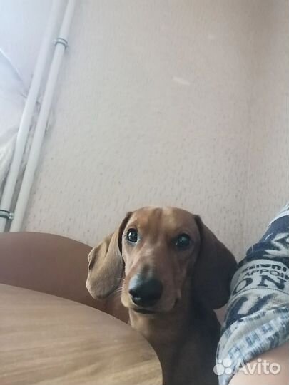 Карликовая такса щенки