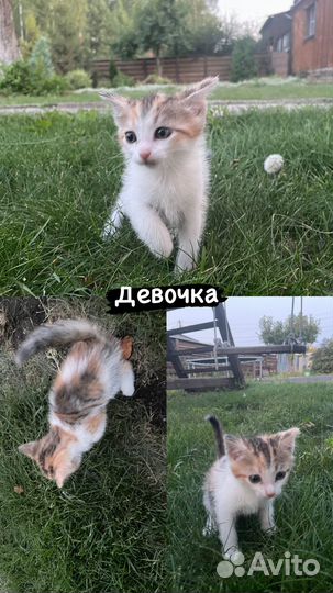 Котята в добрые руки