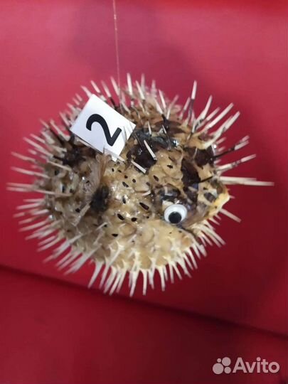 Морская ракушка рыба-ёж