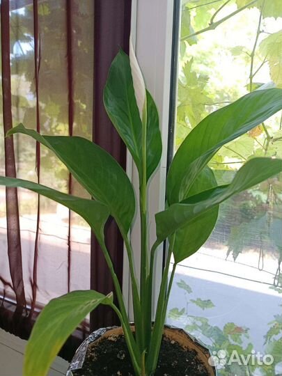 Спатифиллум