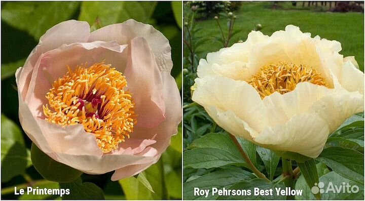 Редкие сорта пионов корни и клубни