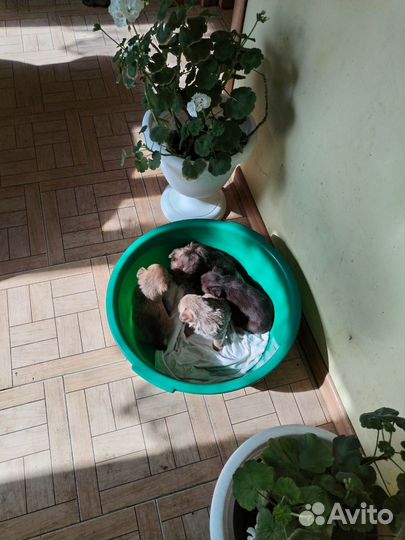 Щенки метисы