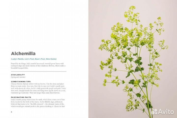 The Encyclopedia of Cut Flowers