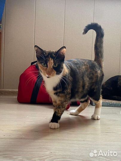 Кошка как грациозная лань. Ищет дом.Ждет улица