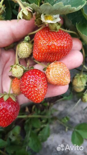 Варенье Клубничное и Сливовое