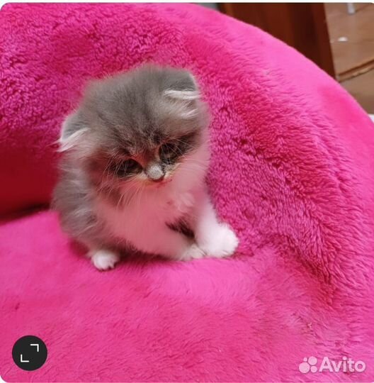 Котята вдобрые руки