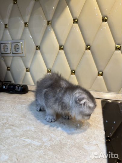 Шотландская