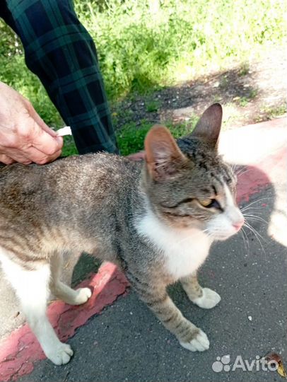 Молодой домашний котик