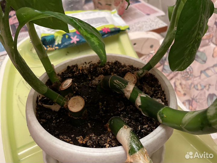 Диффенбахия зеленая