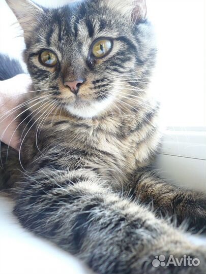 Кошка ищет дом