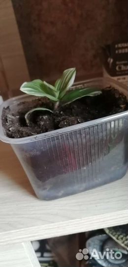 Традесканция