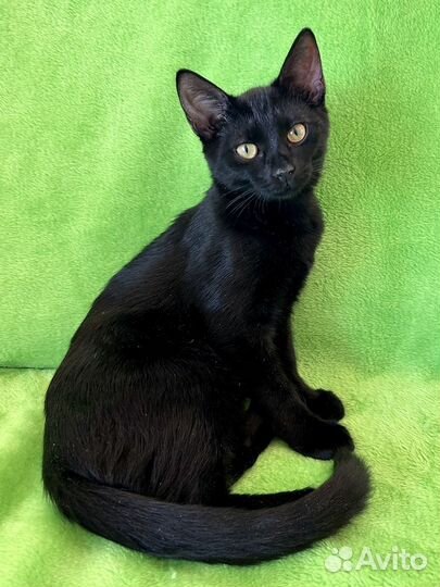 Котёнок Черчилль в добрые руки