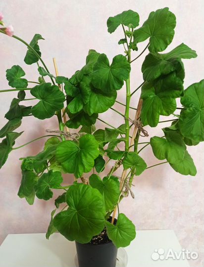 Пеларгония герань (набор 6 растений)