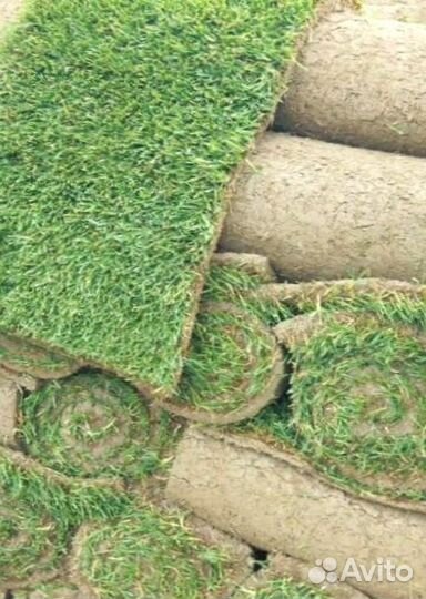Рулонный газон 