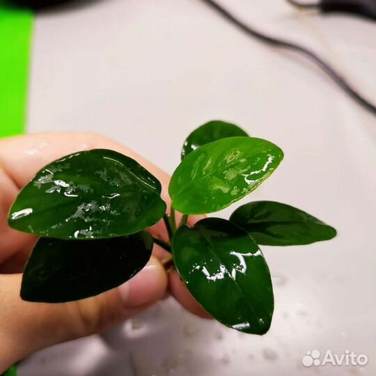 Анубиас, аквариумное растение, водоросли