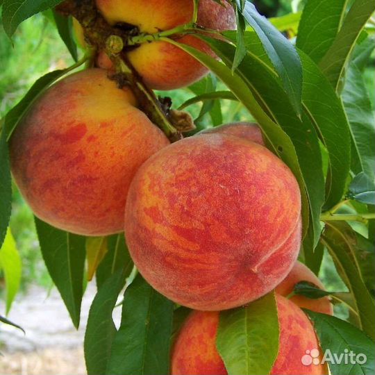 Саженцы персика