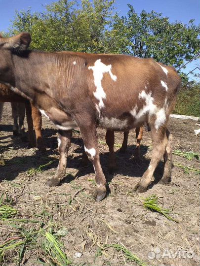 Быкок и телка