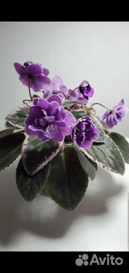 Фиалка махровая и Фиалка трейлер