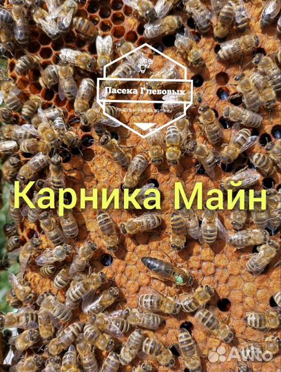 Пчелопакеты «Карника» и «Бакфаст»
