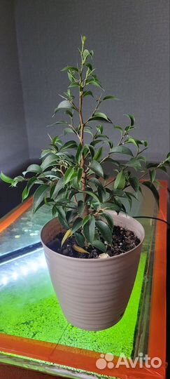 Фикус бенджамина