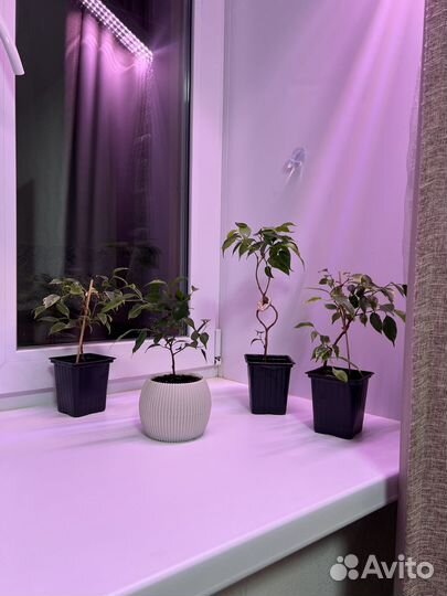 Фикус бенджамина