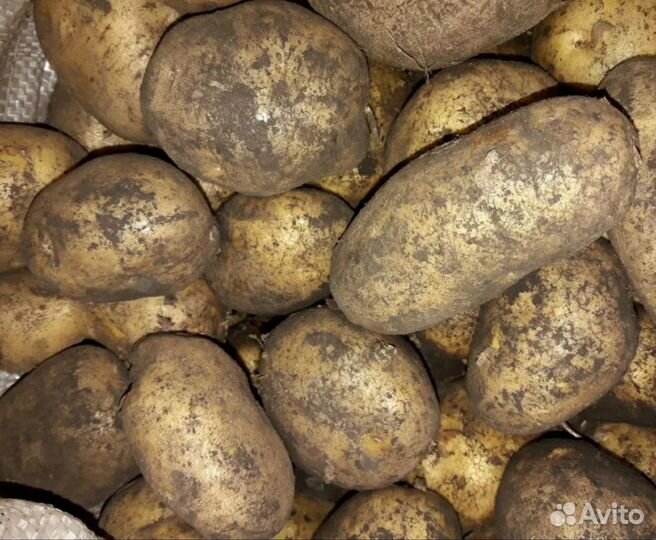 Картофель домашний